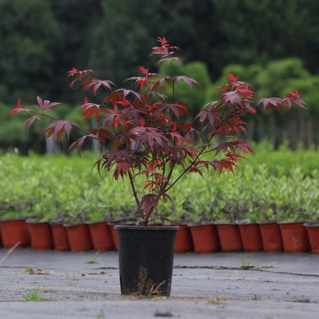 赛娜 枫树盆栽盆景1加仑观叶植物好养易活阳台花园客厅庭院窗台