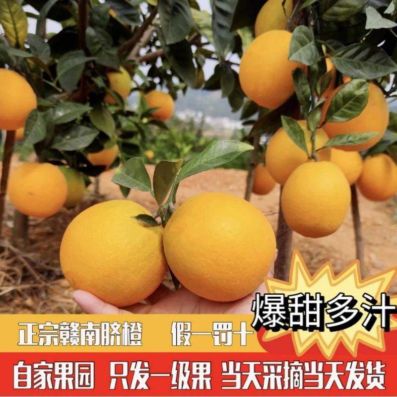 赣南脐橙正宗赣南脐橙新鲜现摘多汁香甜橙子产地直发