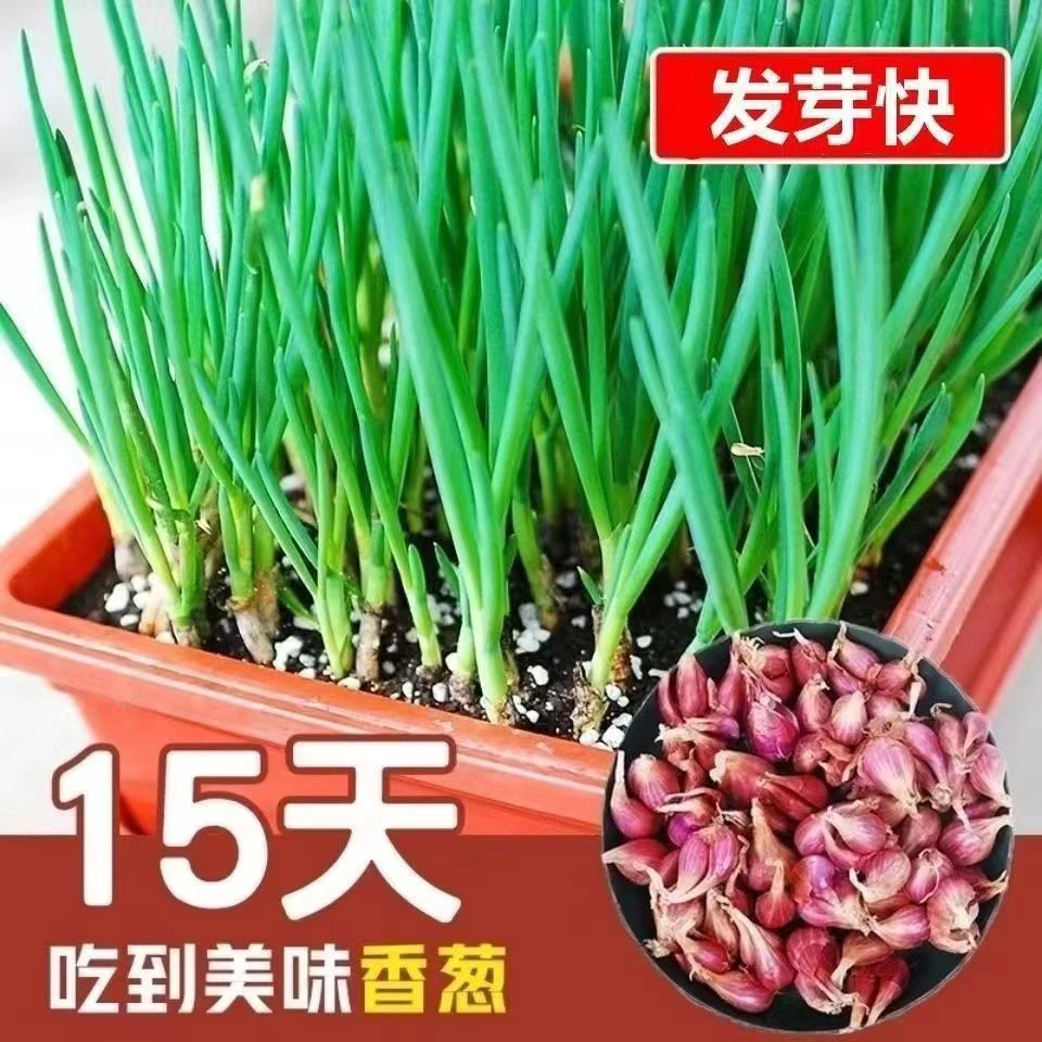 浓香型新货四季小香葱阳台庭院室外蔬菜花蔬菜种子发芽葱头新手