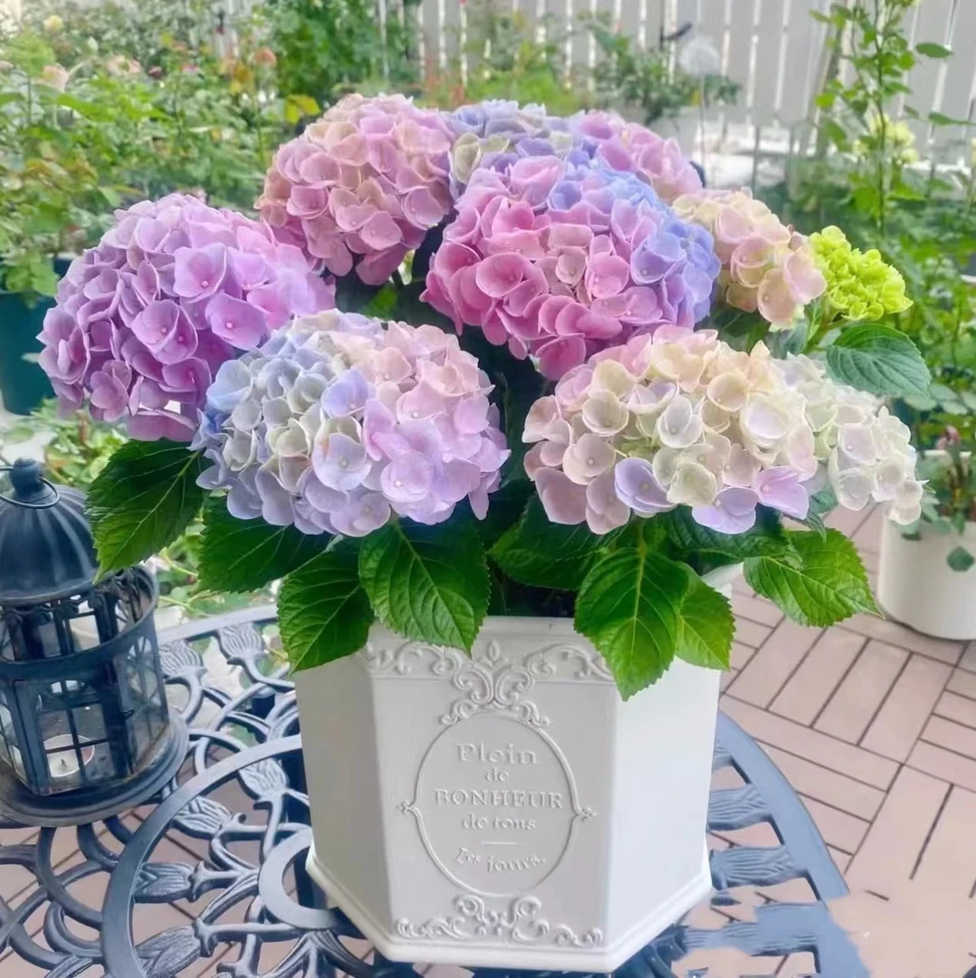 无尽夏绣球花盆栽花色多样梦幻颜值美丽花海大花卉易养护生长开花