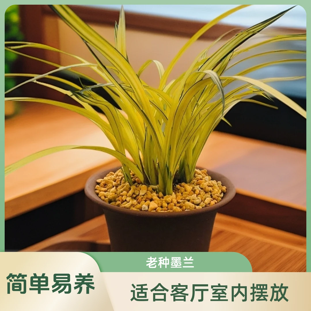 兰花苗墨天鹤牡丹浓香型奇花直发高贵桌面兰草老种客厅室内花卉