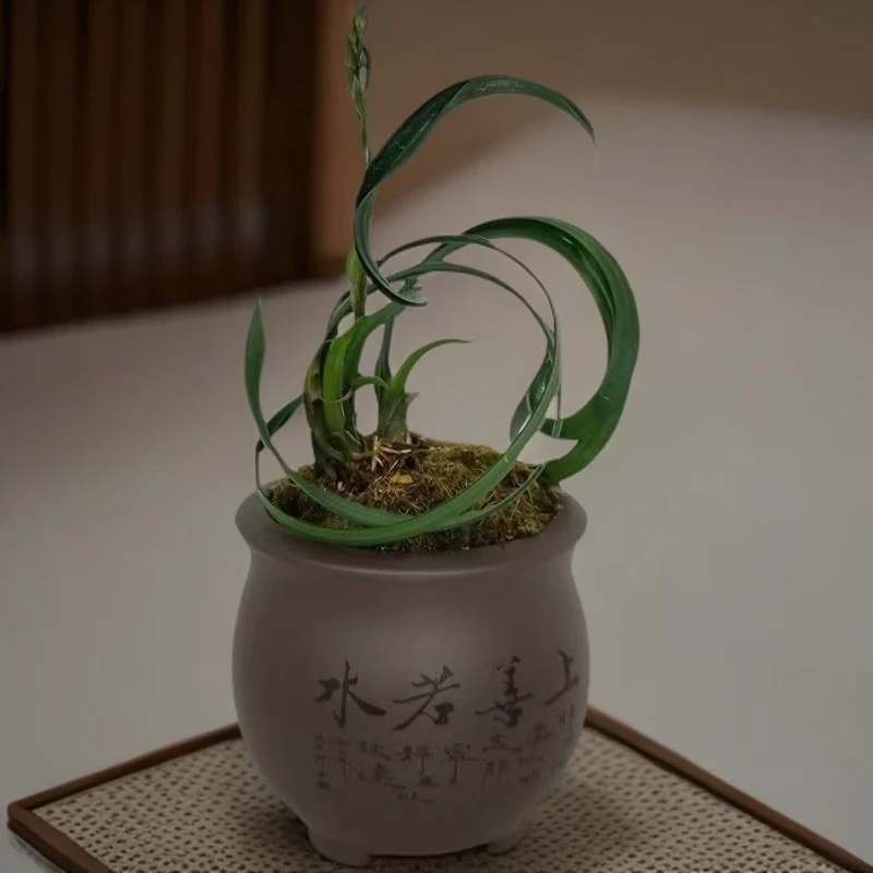 卷曲奇叶墨兰曲巧奇特兰花草名贵稀有特别兰花苗奇巧送礼盆栽花卉