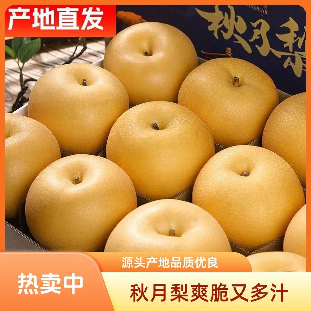 秋月梨 爽脆冰糖梨肉 酥脆鲜嫩汁多 无渣核品质 源头产地发货