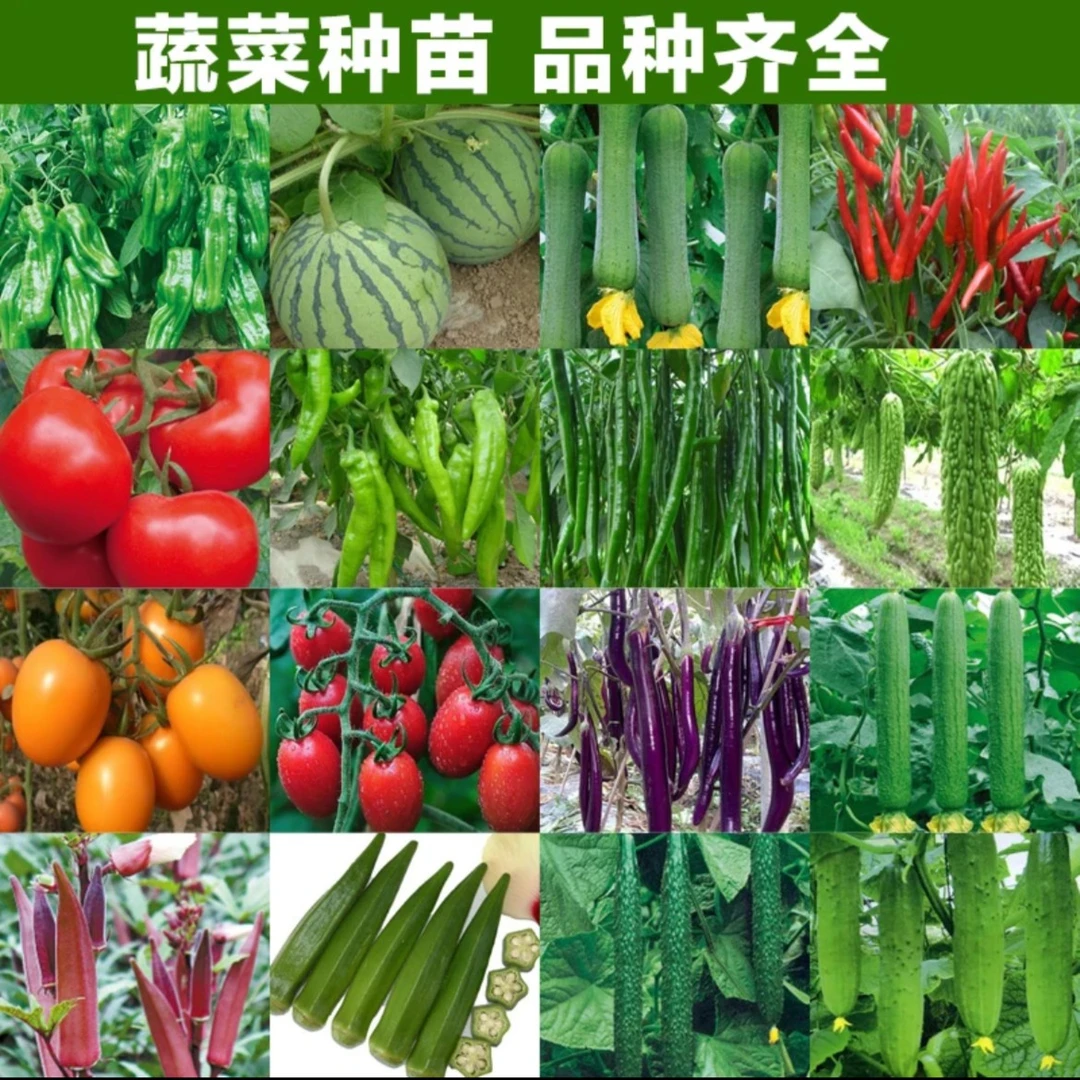 【拍二赠一】蔬菜苗辣椒番茄苗秧苗多种阳台庭院圣女果茄子苗小苗