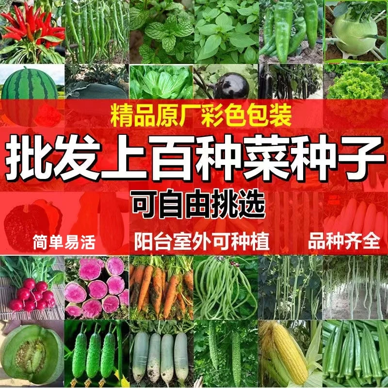 蔬菜种子上海青苏州青菠菜油麦菜苋菜春秋阳台盆栽庭院四季菜种籽