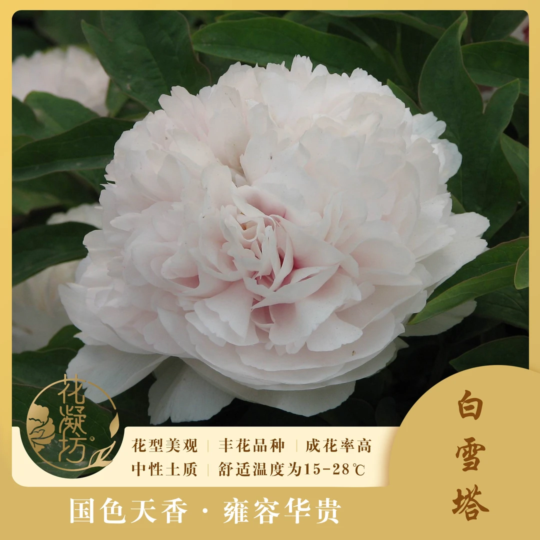 【白雪塔】洛阳牡丹白色系品种 盆栽裸根花苗 基地直发