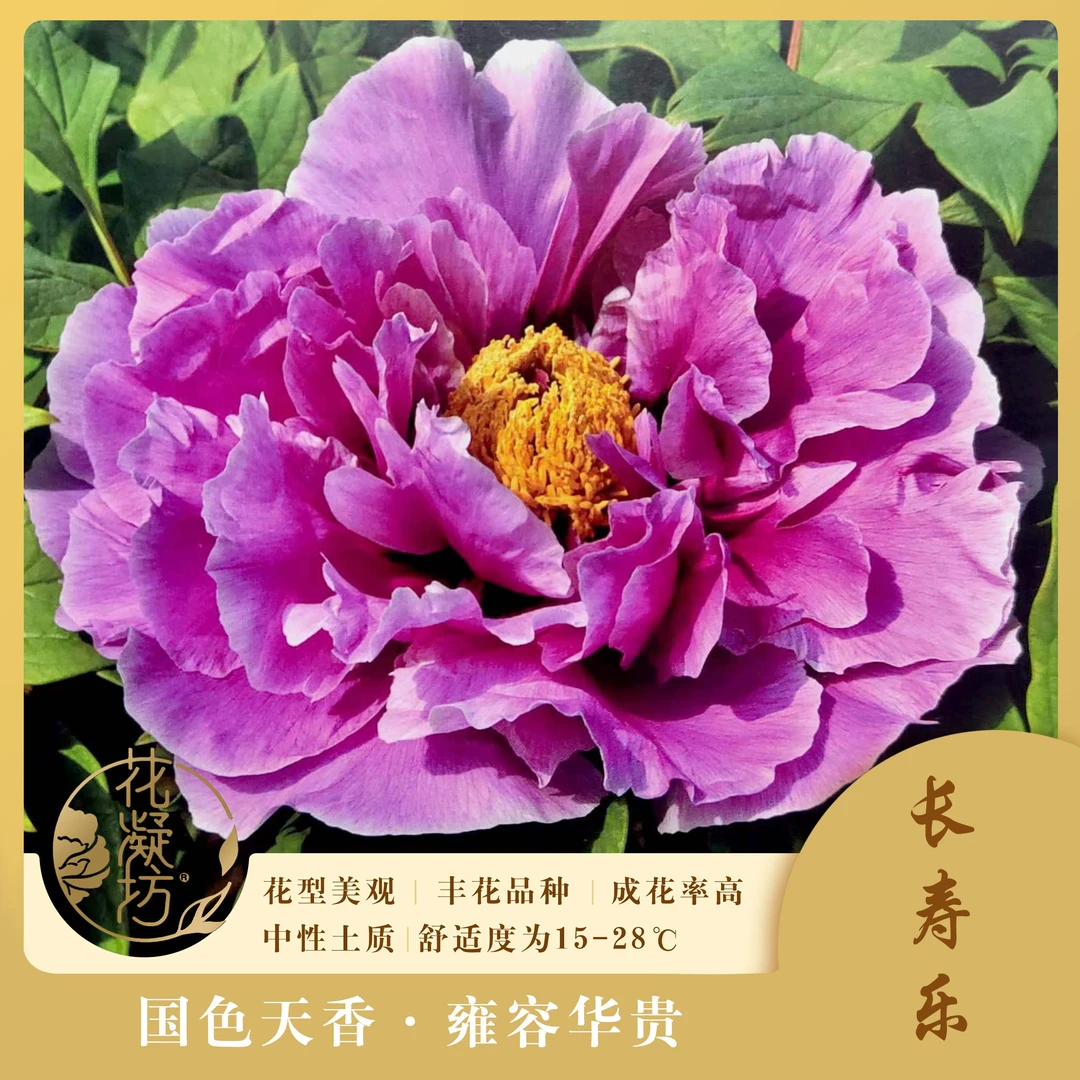 花凝坊长寿乐牡丹花土球一物一拍支持指定现挖