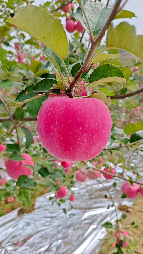 【礼盒装】秦安精品红富士苹果脆甜多汁老少皆宜！送礼必备