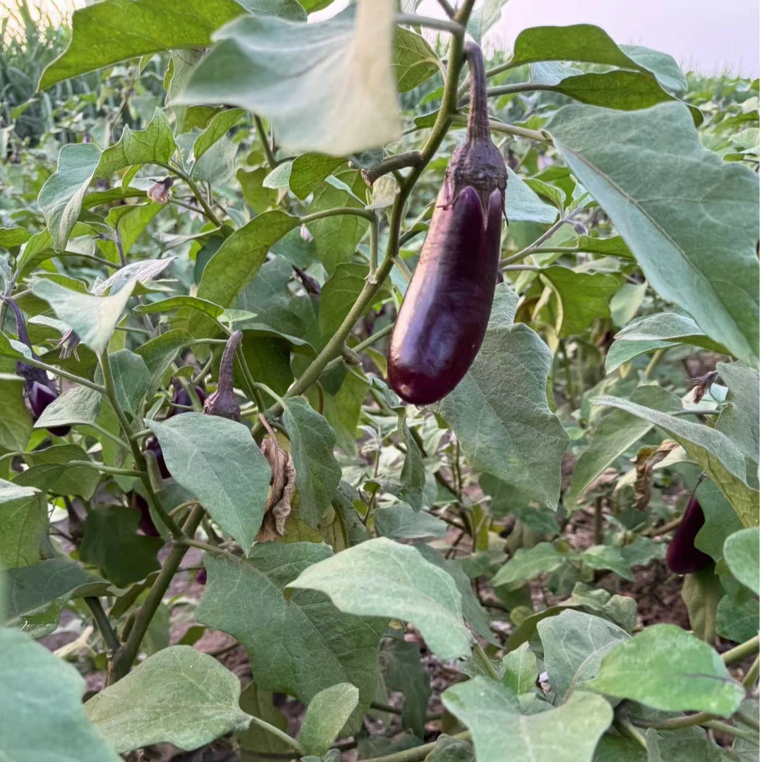 新鲜现摘茄子老品种农家紫茄子当季新鲜蔬菜