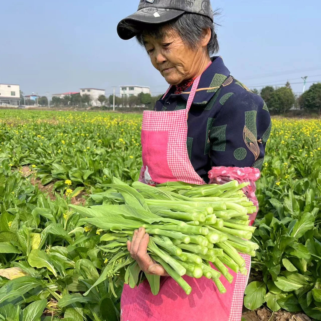 新鲜白菜苔农家自种时令蔬菜嫩青菜心现摘白菜薹红菜农家自种当季