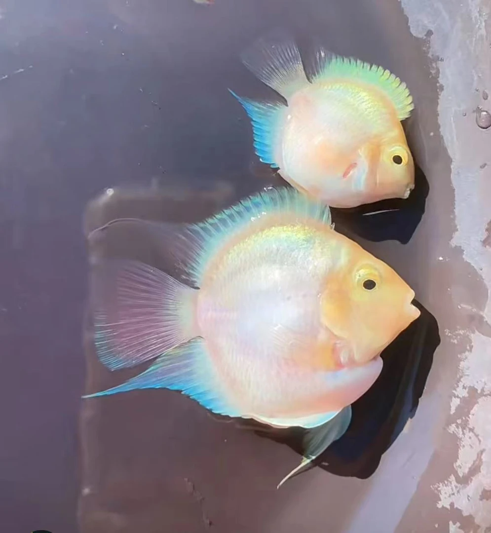 迷你鹦鹉鱼直播间一物一拍