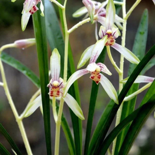 兰花建兰-日月潭之恋。绿植盆栽