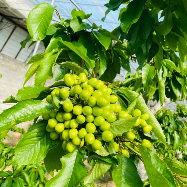 一美早盆景和一沙系盆景，无土裸根发两个～