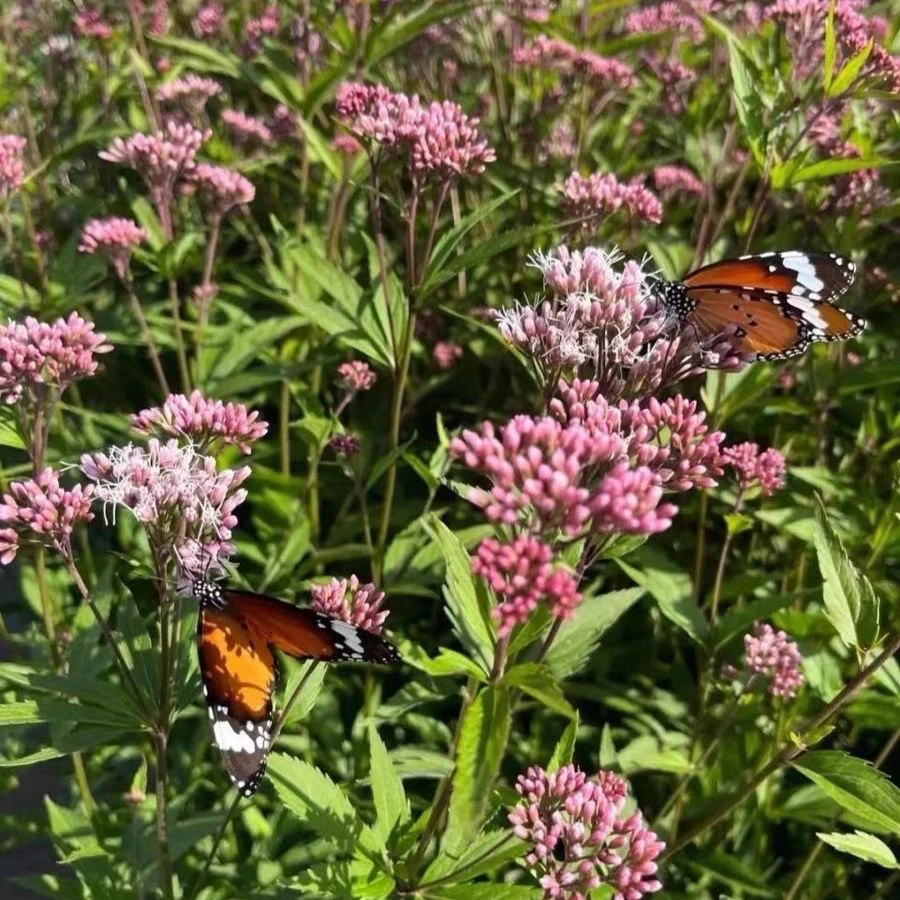 佩兰盆栽 多年生花镜植物宿根花卉阳台庭院好养耐寒