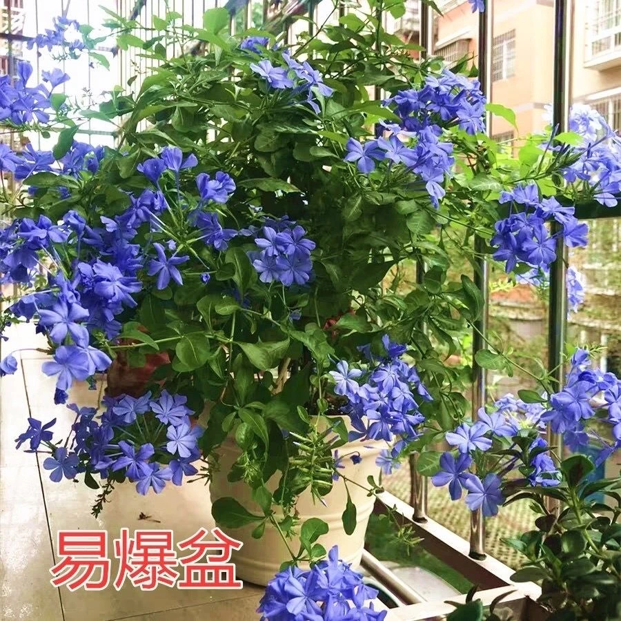 蓝雪花盆栽 室外阳台 庭院花卉多年生四季开花耐热植物花期长包邮