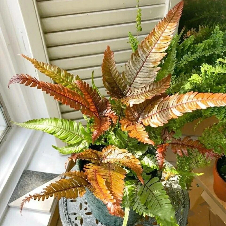 彩虹蕨红盖鳞毛蕨室内盆栽庭院花园观叶植物四季长青耐寒富贵蕨