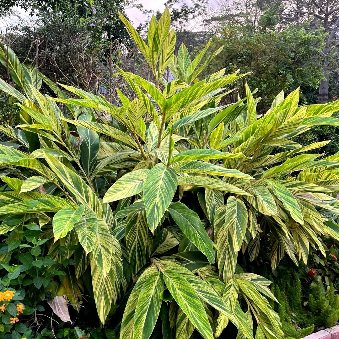 成品花叶良姜盆栽花叶艳喜阳观叶植物公园庭院景观四季阳台绿植花