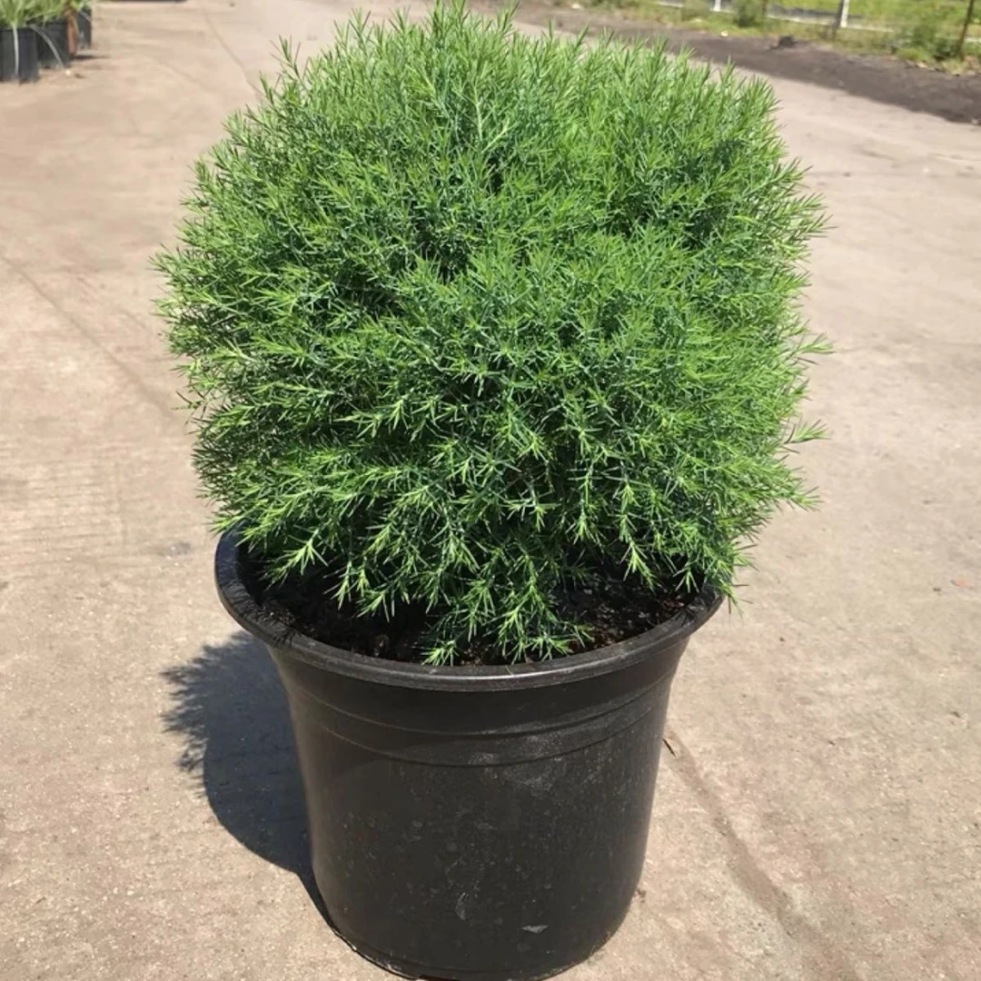 皮球松盆栽雾松室外花园庭院植物耐寒耐晒四季常青好养易活包邮