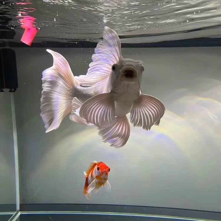 勇往直前精品蝴蝶鲤观赏鱼