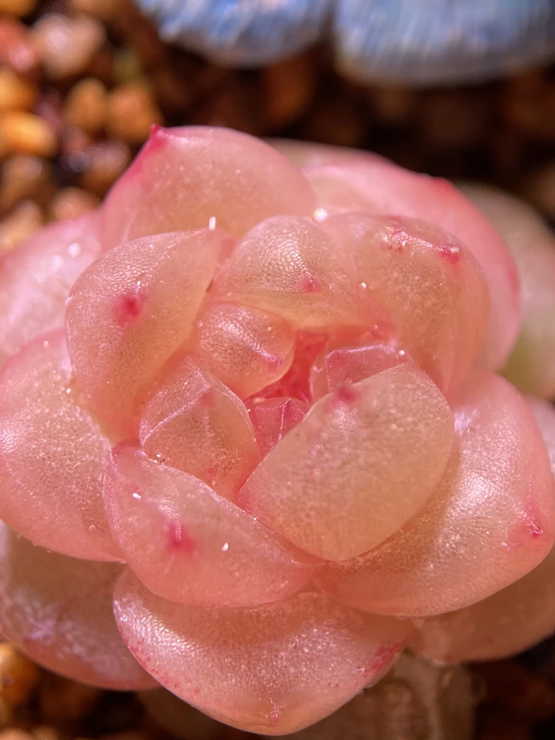 猪儿跑园艺精品多肉量拍