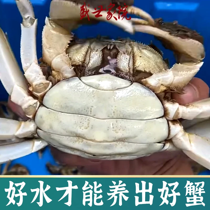 老盛精品】4两全母10 只鲜活现货固城湖螃蟹湖蟹大螃蟹特大