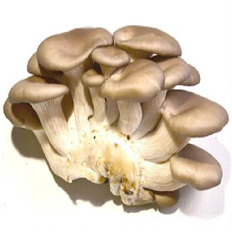 【新鲜】姬菇约180g±20g