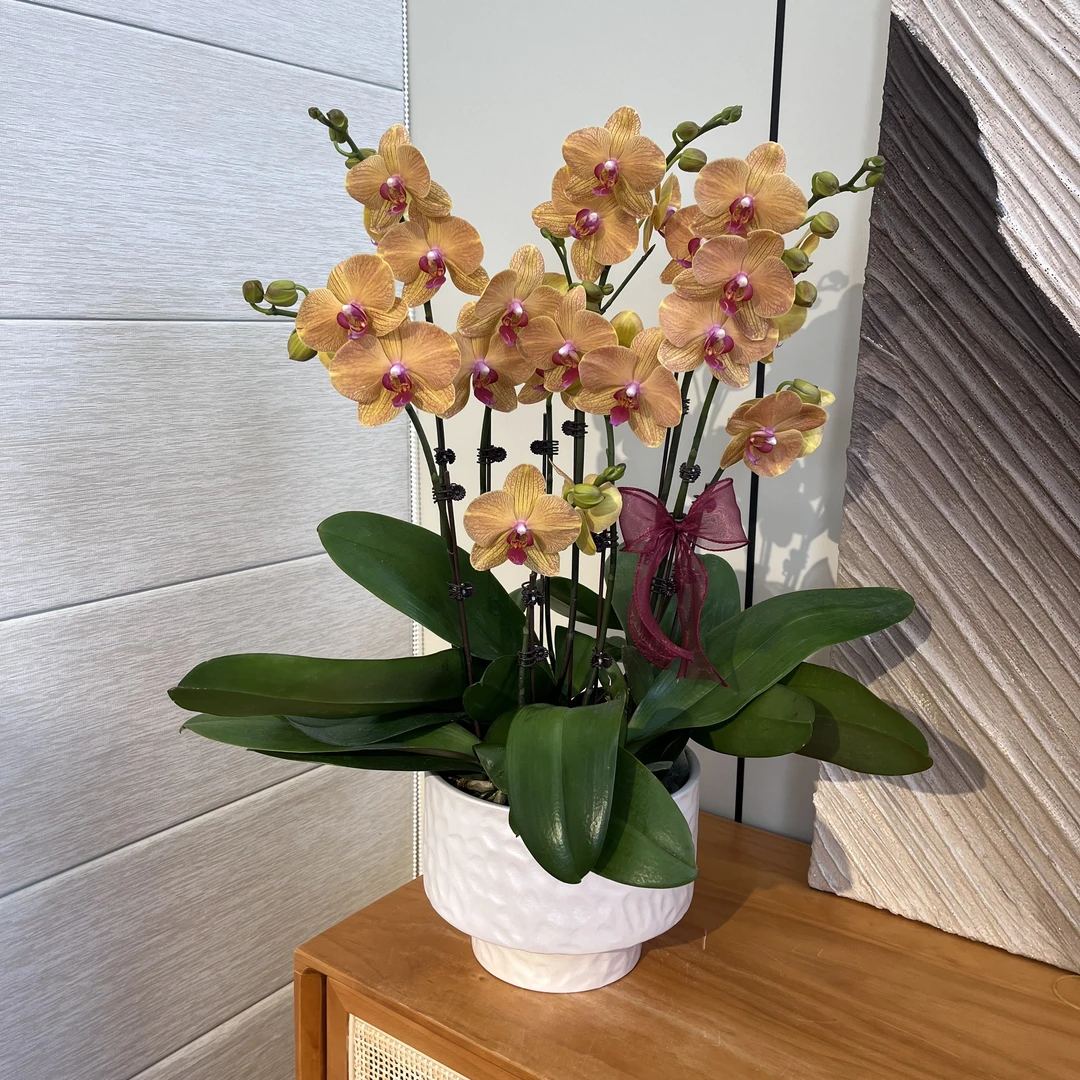 【芒果慕斯】黄色系蝴蝶兰 高端商超鲜花绿植蝴蝶兰 室内花