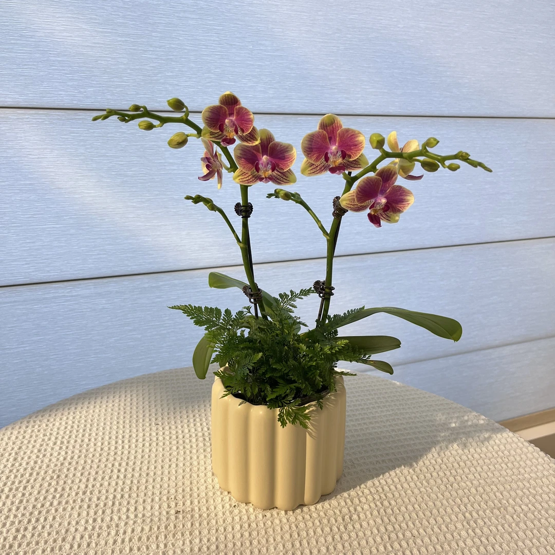 【满堂彩】蝴蝶兰 绿植花卉 清新 送礼品朋友亲戚父母