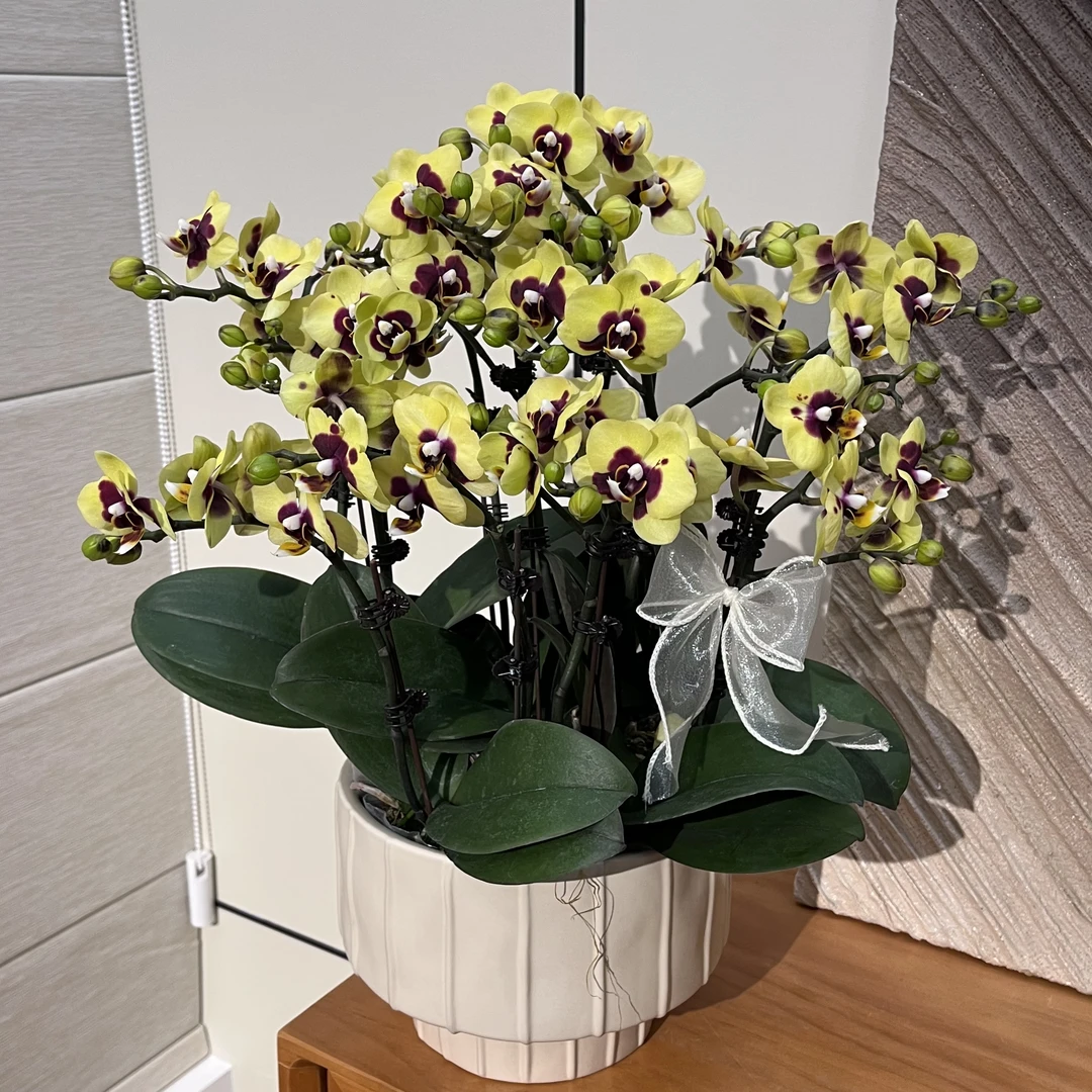 【小熊猫】黄色系 绿植花卉 送朋友亲戚 新品种蝴蝶兰高端摆件