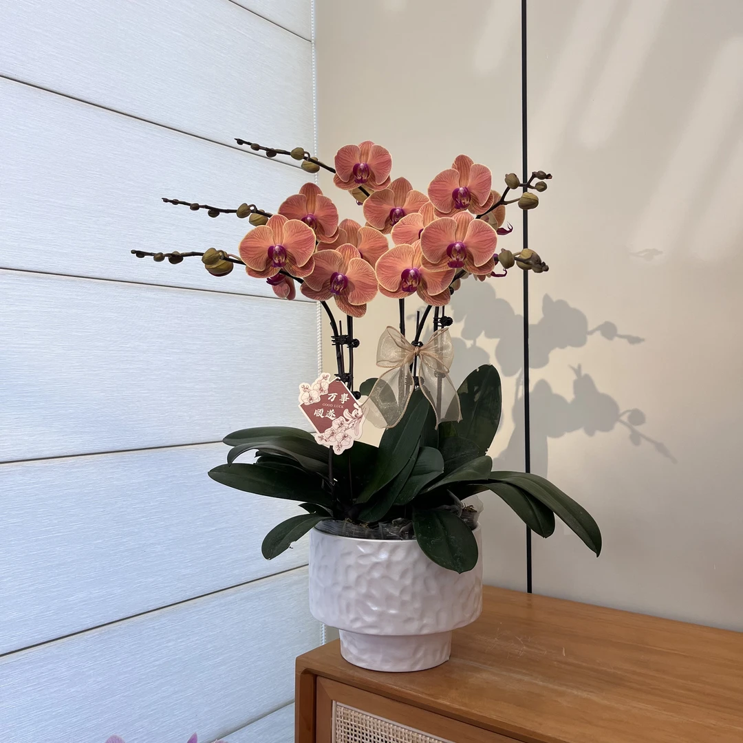 【金如意】橘色系中大花迎宾接待公司前台蝴蝶兰盆栽绿植