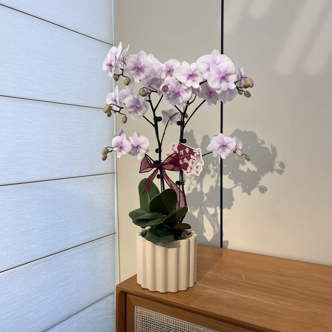 【1946超群听风】粉白色蝴蝶兰室内鲜花绿植花卉植株商务花