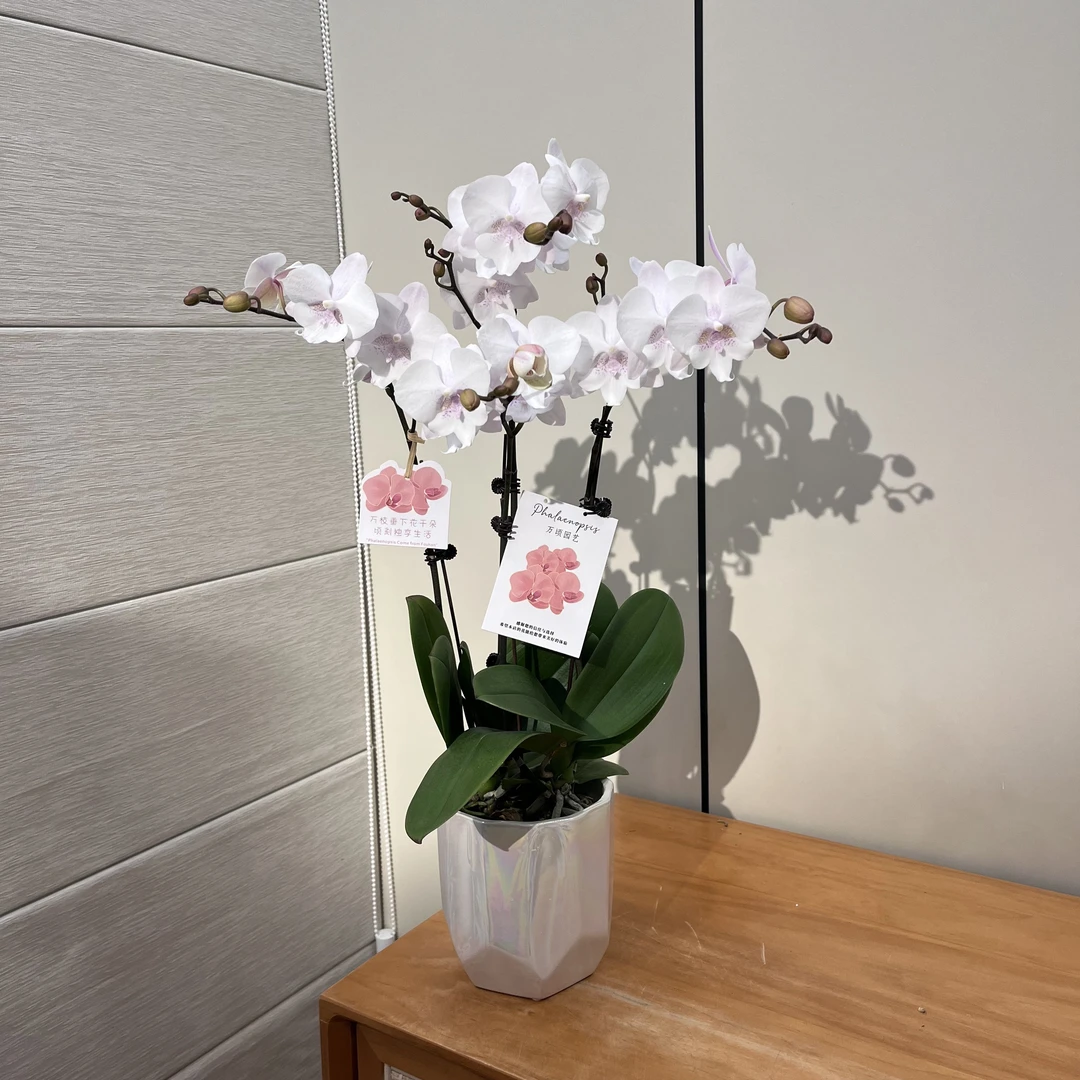【钜宝天使】白色系蝴蝶兰室内礼品花鲜花绿植花卉植株