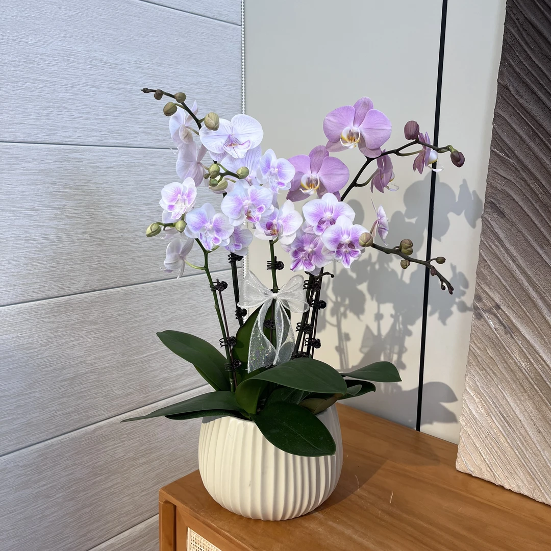 【艺术组盆-桃花雪】 浪漫七夕礼 礼品鲜花绿植 公司前台 卧室