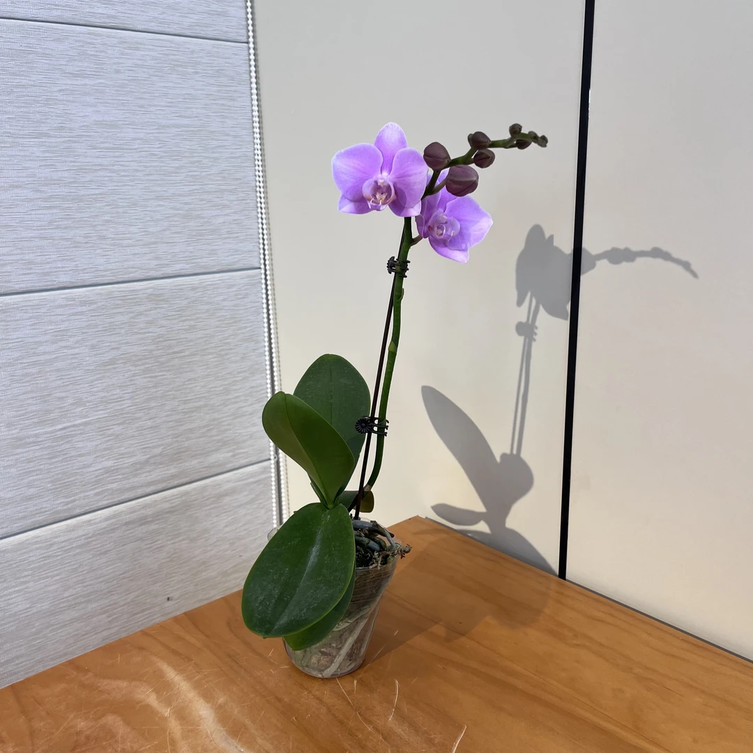 【月荷】粉色系蝴蝶兰室内礼品花礼品花商务花基地花鲜花绿植植株