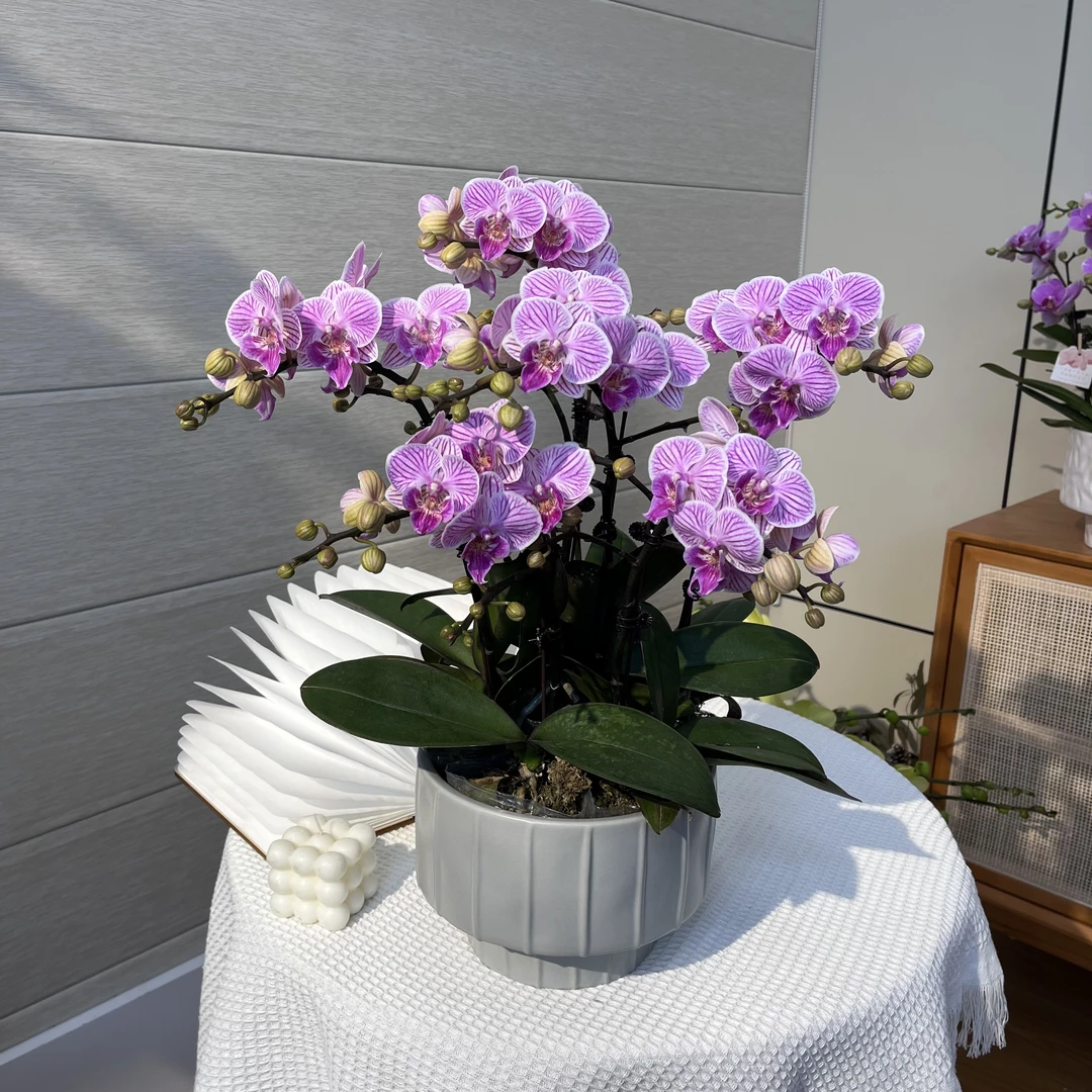 【风筝】蝴蝶兰 紫色鲜花绿植 夏季花卉高端