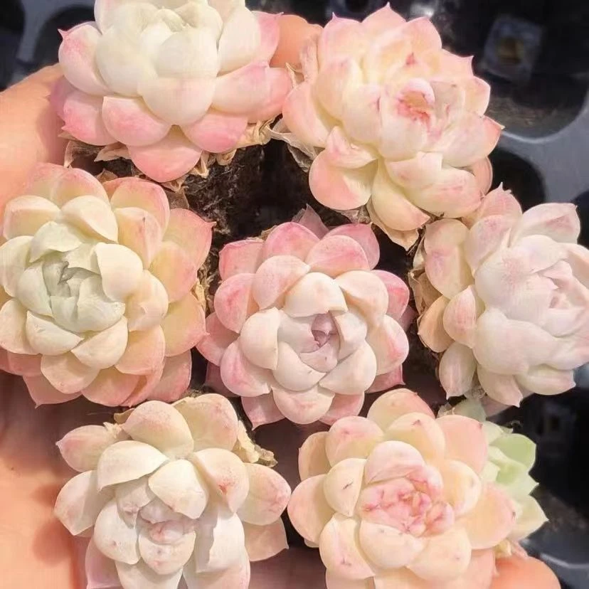 【莲花座】阿尔巴白月影多头群生多肉植物花卉盆栽稀有办公室阳台