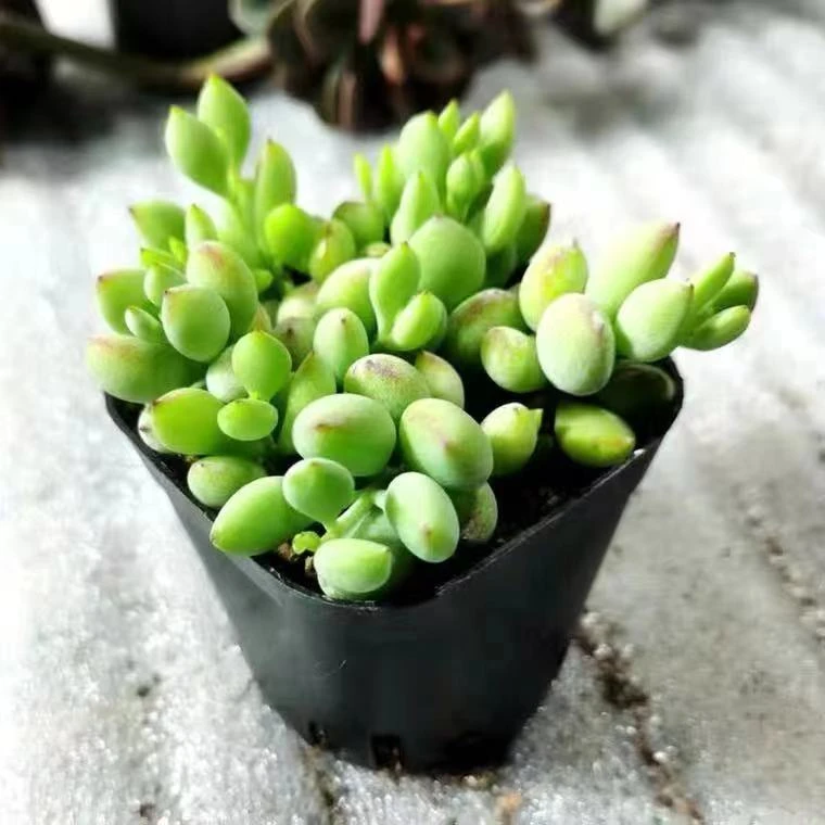 达摩福娘多头群生带香味多肉植物新手组合盆栽办公桌面花卉防辐射