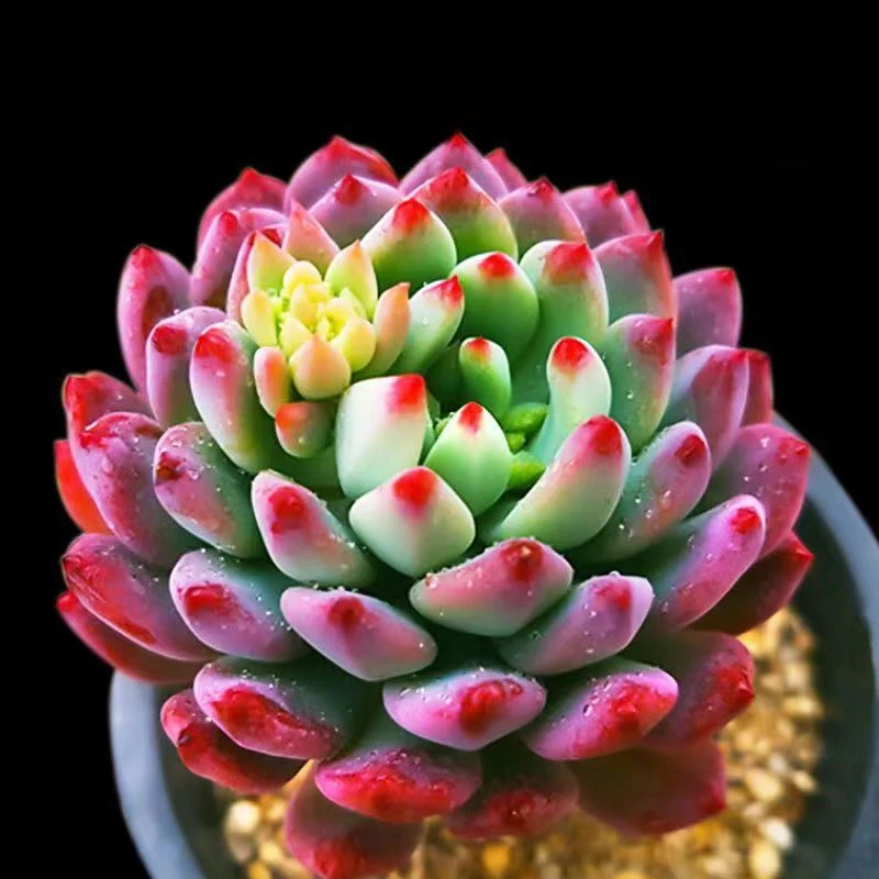 蓝苹果蓝精灵多头群生多肉植物盆栽肉肉新手办公室创意绿植防辐射