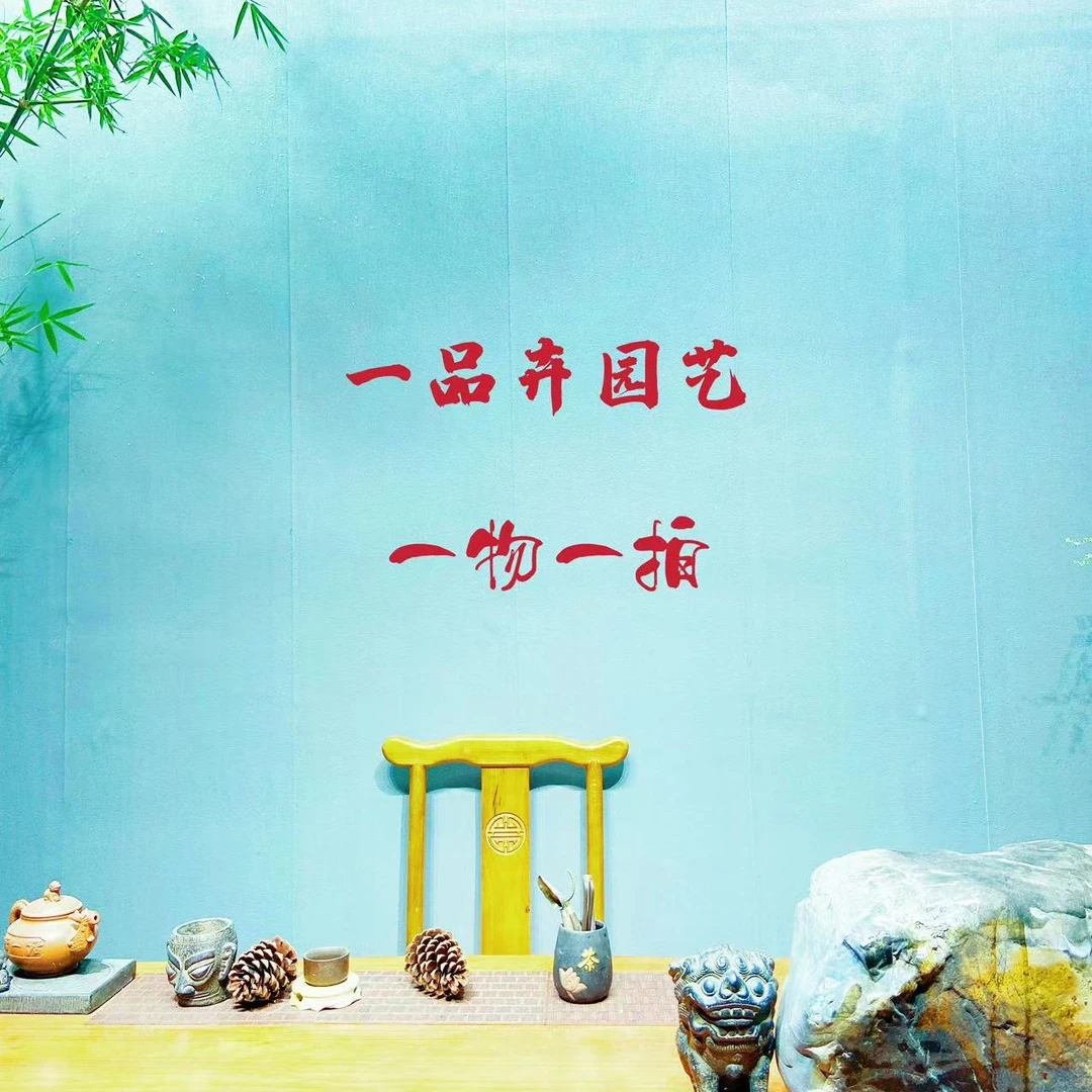 [一品卉]一物一拍海岛春花栀子花龙船花石枫茶空间办公室庭院花卉