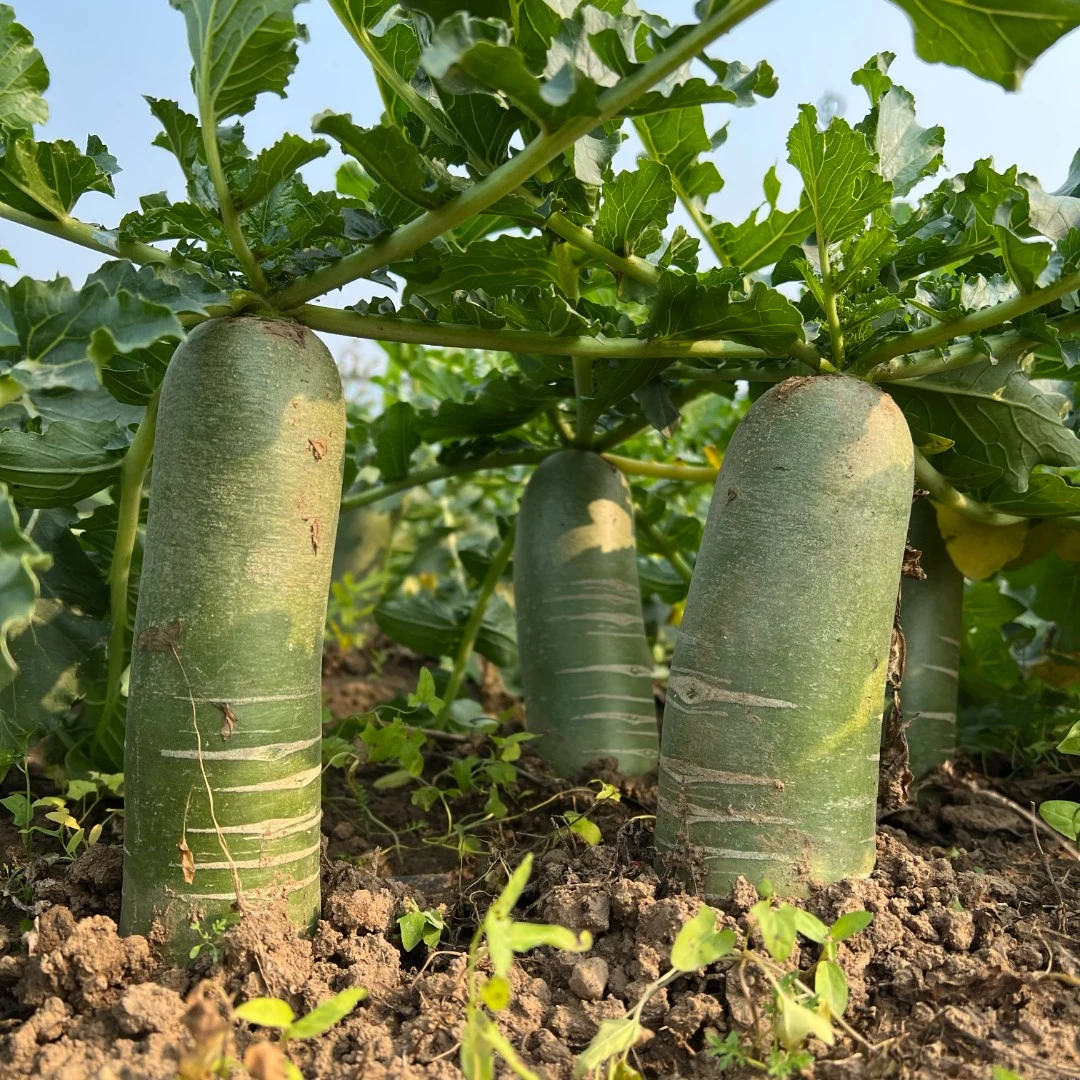 【水果萝卜口感型，精品礼盒装】清甜爽口，5斤/9斤装