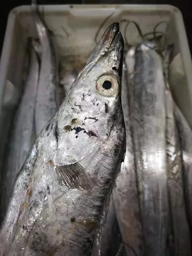 【油带鱼现称】宁波石浦海鲜东海海捕大油带鱼小眼睛油带鱼