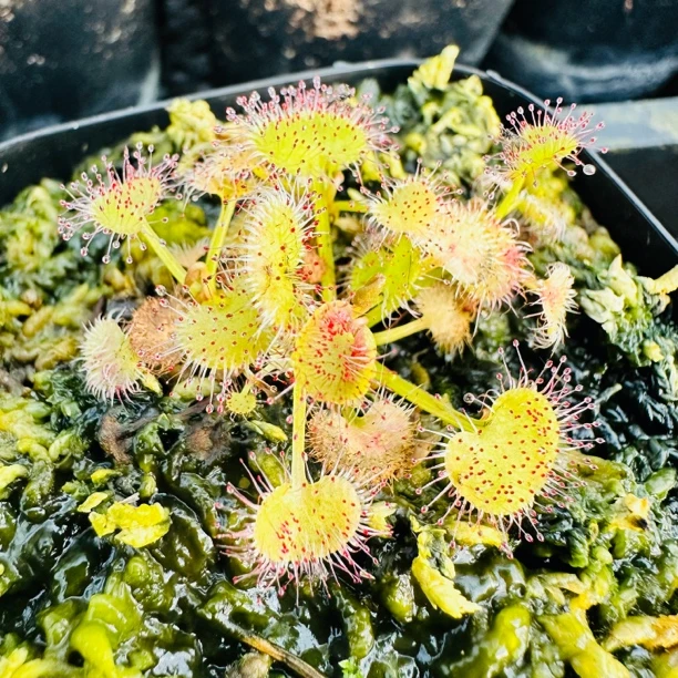 食虫植物负子爱心茅膏菜驱蚊草趣味绿植