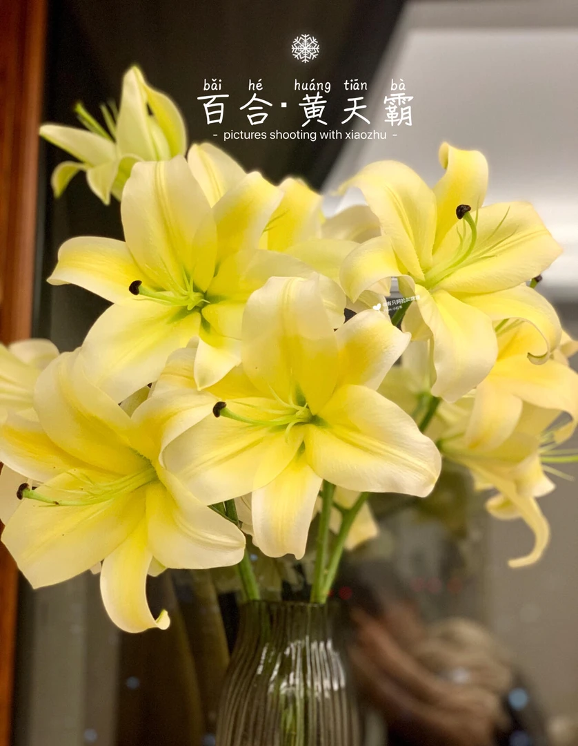 [黄天霸]香水百合 巨无霸花头大 居家养花