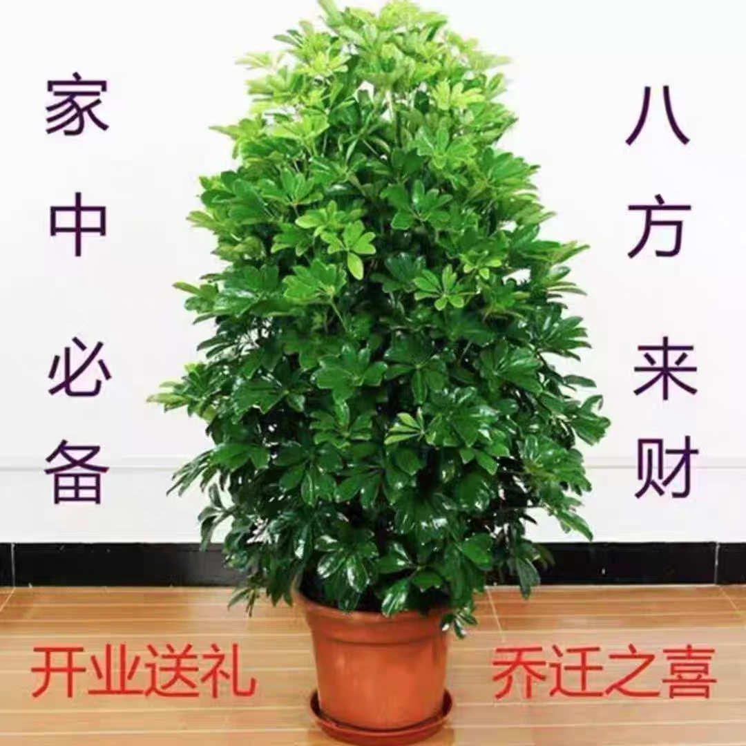 招财树吸尼古丁吸二手烟