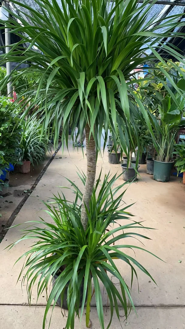 龙须树好养，一月浇一次水