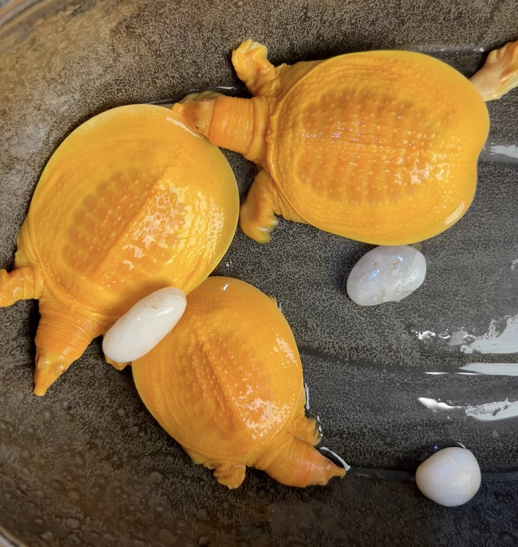 黄金甲鱼黄金鳖宠物龟红眼观赏甲鱼观赏龟宠水族鱼缸宠物养殖乌龟