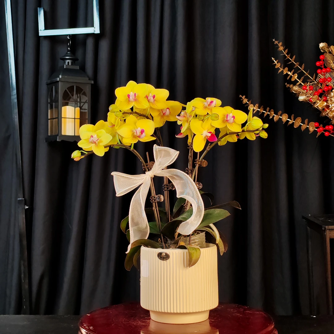 【小黄莺】中大花型黄色蝴蝶兰盆栽组盆带花基地直发批发