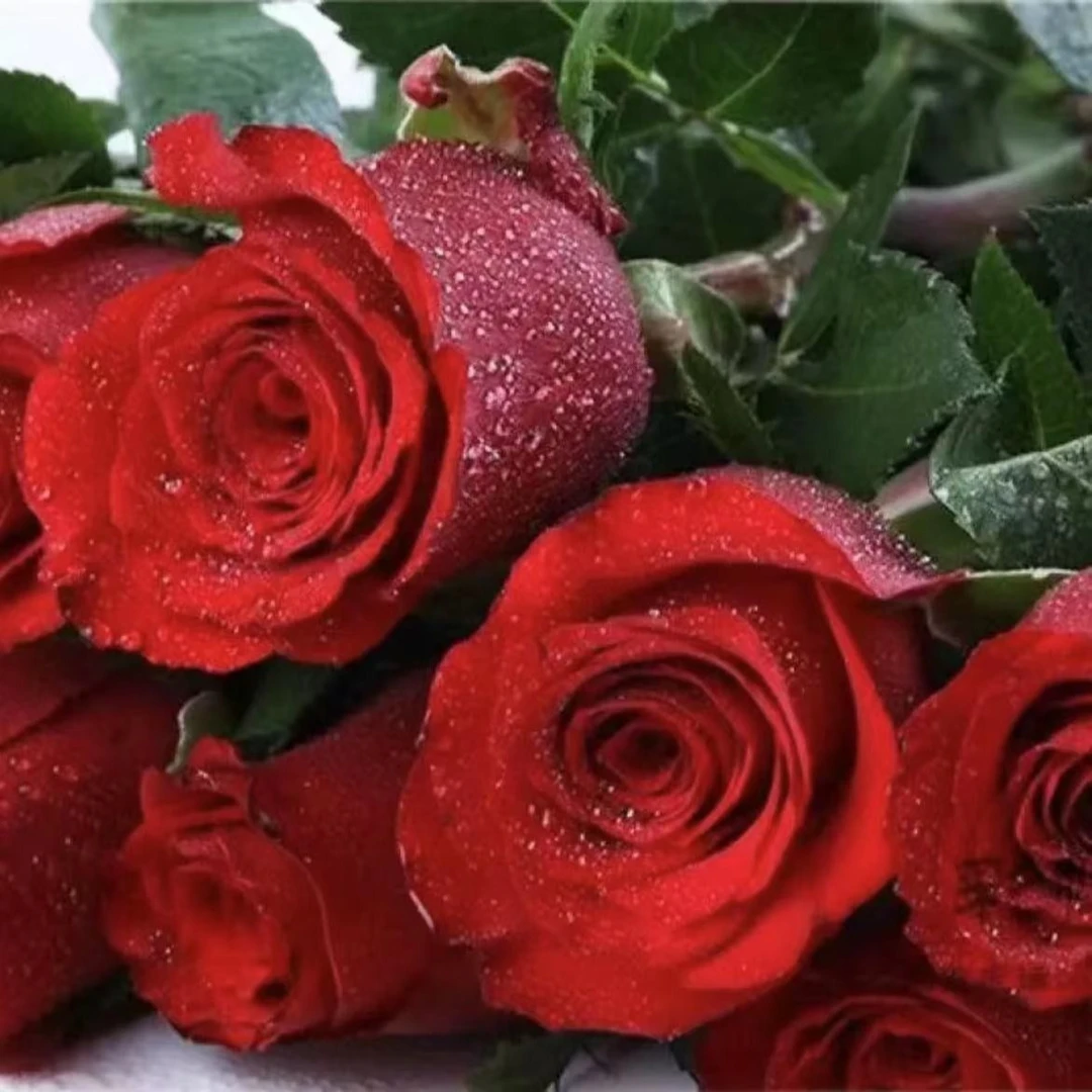 高原红玫瑰+送配草 云南鲜花原产地现采现发