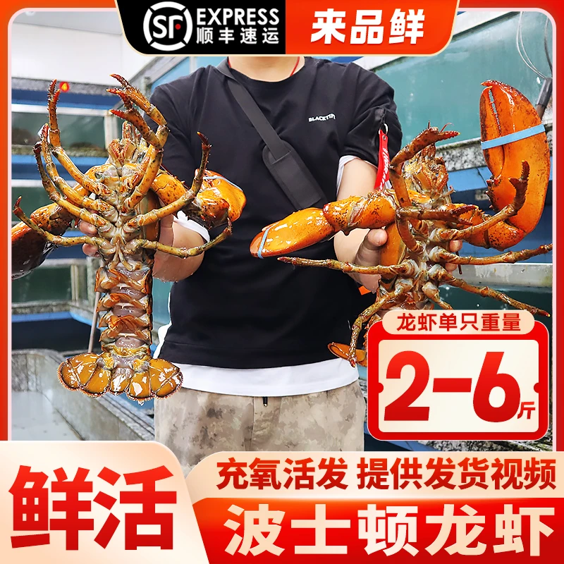 【鲜活】波士顿龙虾鲜活充氧活发超特大2-6斤澳龙波龙加拿大龙虾