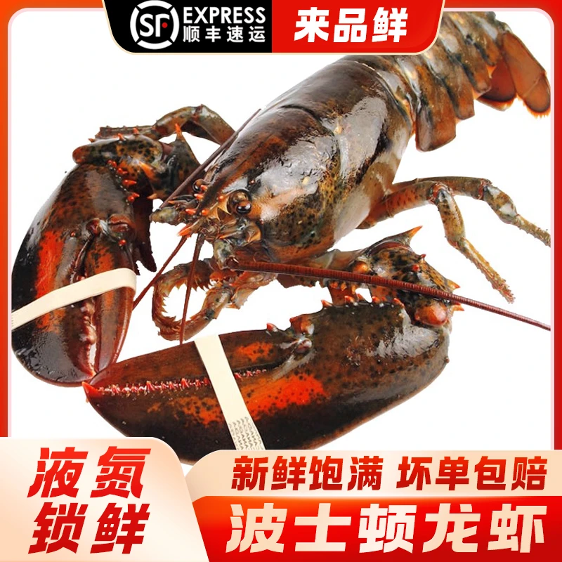 波士顿大龙虾液氮活冻包新鲜坏单包赔顺丰波斯顿龙虾大龙虾澳龙